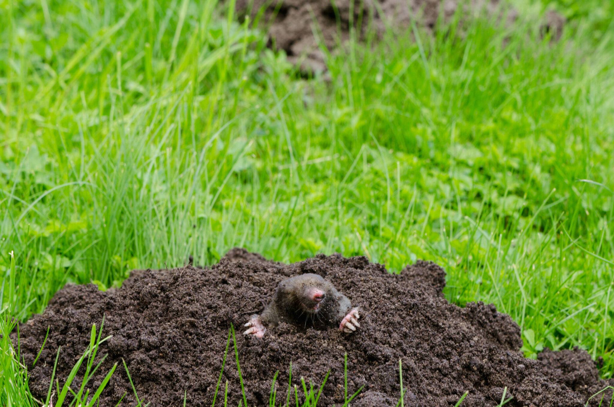 pests-that-destroy-your-lawn