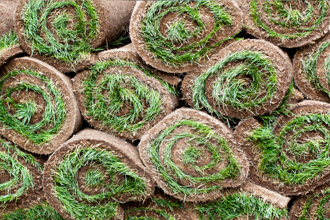 Exploring the Best Sod Varieties for Your Decatur, GA Home